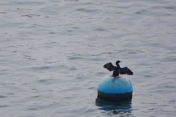 17 April 2020 - 13-19-28 
Strike is not the brightest, but he is our favourite cormorant. Only Strike would wait for the first rainy day in Dartmouth to dry his wings out. 
-----------------------
Cormorant stretches wings on river Dart too dry.